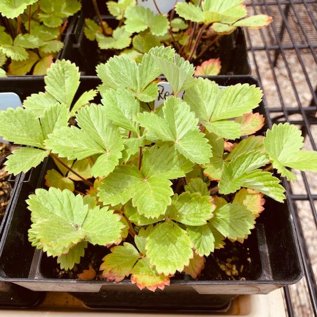 Our Red Wonder Strawberry plants fresh from our greenhouse out back. David grows new strawberries from seed every year. Our Red Wonder Strawberry plants fresh from our greenhouse out back. David grows new strawberries from seed every year.