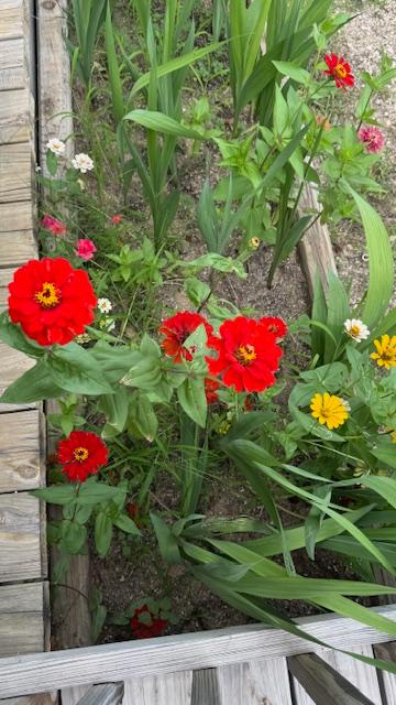 redyellowzinnias