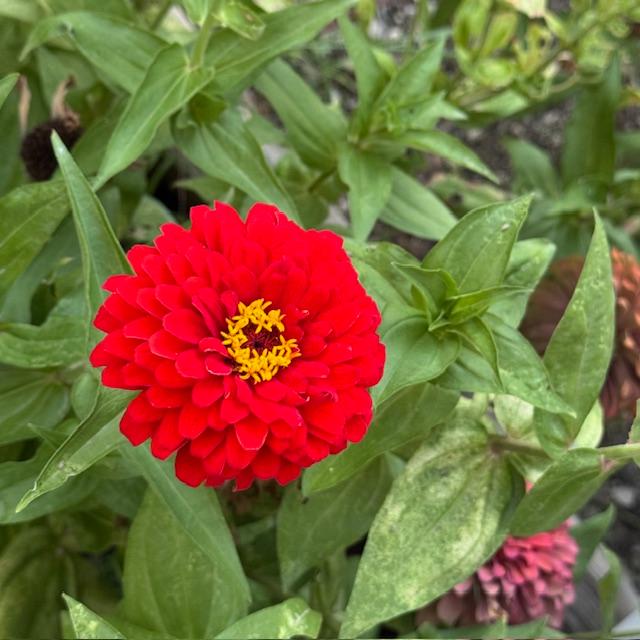 The zinnias are doing beautifully. This red one is pretty.