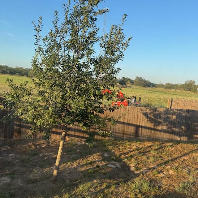 Our good neighbor is on a rented tractor cutting our property right now. This is the view from a side window in our house. Our good neighbor is on a rented tractor cutting our property right now. This is the view from a side window in our house.