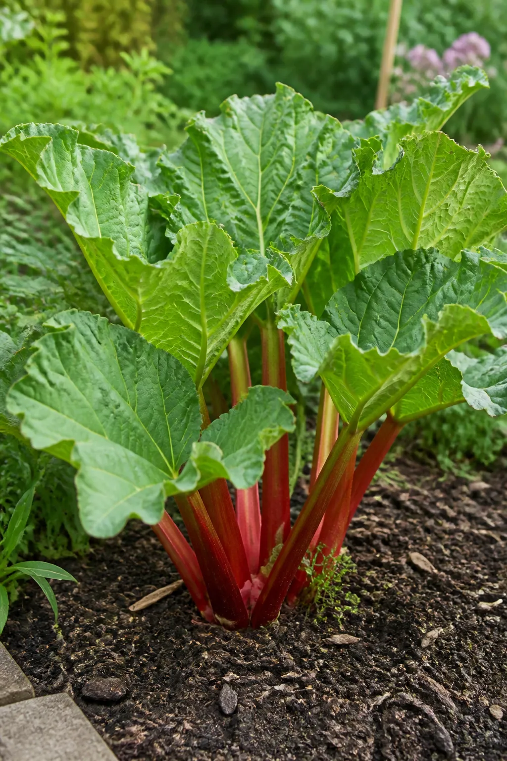 Yes, you can learn how to grow rhubarb.