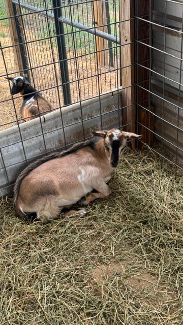 One last look at Ricky in back and his twin, Fred, in the front before they go  to live at someone else's property.