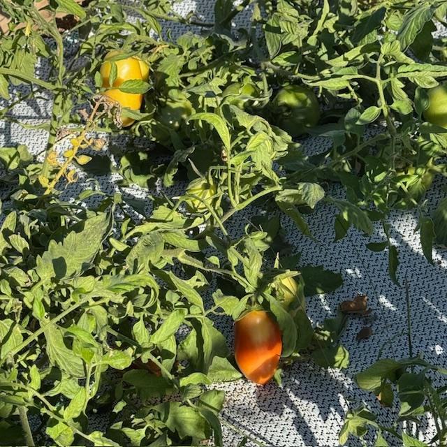 There is nothing like the taste of a homegrown tomato. Pick it when it is ripe and you have the best thing to eat ever! There is nothing like the taste of a homegrown tomato. Pick it when it is ripe and you have the best thing to eat ever!