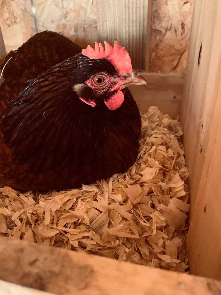 Look at this adorable Rhode Island Red who would not get up when I came in to collect eggs. She is part of business on the farm because we are selling eggs in the store.
