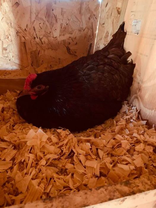 This little girl would not get off the nest today to eat!