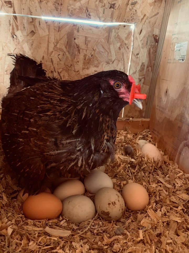 My broody Rhode Island Red knows that spring planting time is also chick hatching time. Yes, sometimes a little poo gets on the eggs when they come out...Don't worry, we clean them. My broody Rhode Island Red knows that spring planting time is also chick hatching time. Yes, sometimes a little poo gets on the eggs when they come out...Don't worry, we clean them.