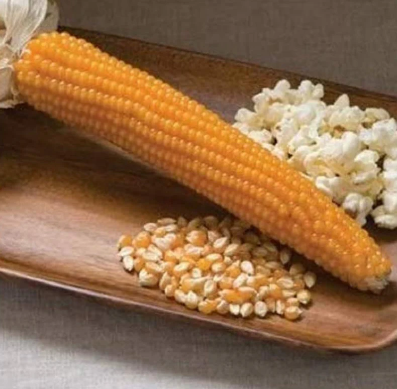 Grow popcorn in the traditional color like our Robust seed.