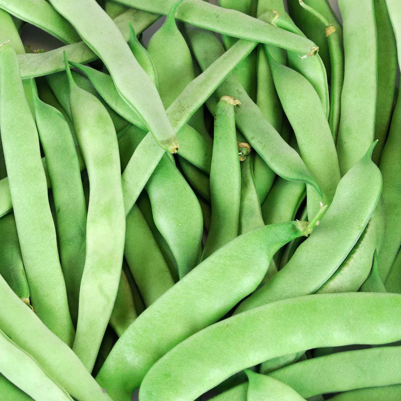 This is our Roma Determinate Tomato. Of course, this is grown with determinate seeds and is wonderful for making sauces and salsa.