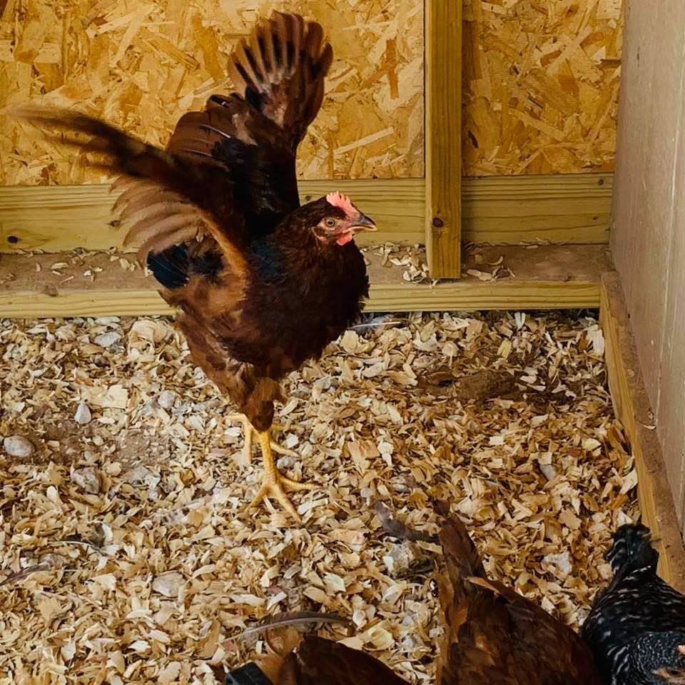 We were supposed to get all girl chicks. This one is bigger and has a large comb. Do you think it is a rooster?