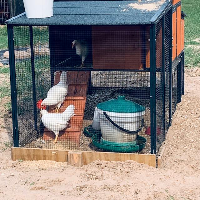 Our 7 week old Leghorns. We definitely got a rooster. Yes, we are raising 2 sets of baby chicks 5 weeks apart. We should have plenty of eggs this fall.