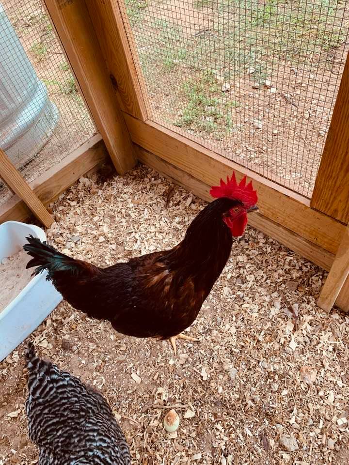 My pretty rooster was supposed to be a girl.