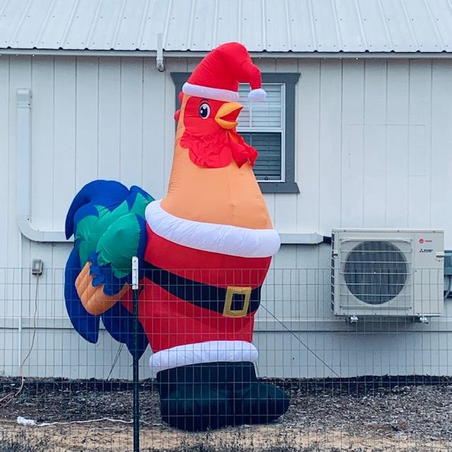 Look at this rooster I found at Tractor Supply. Isn't he beautiful?