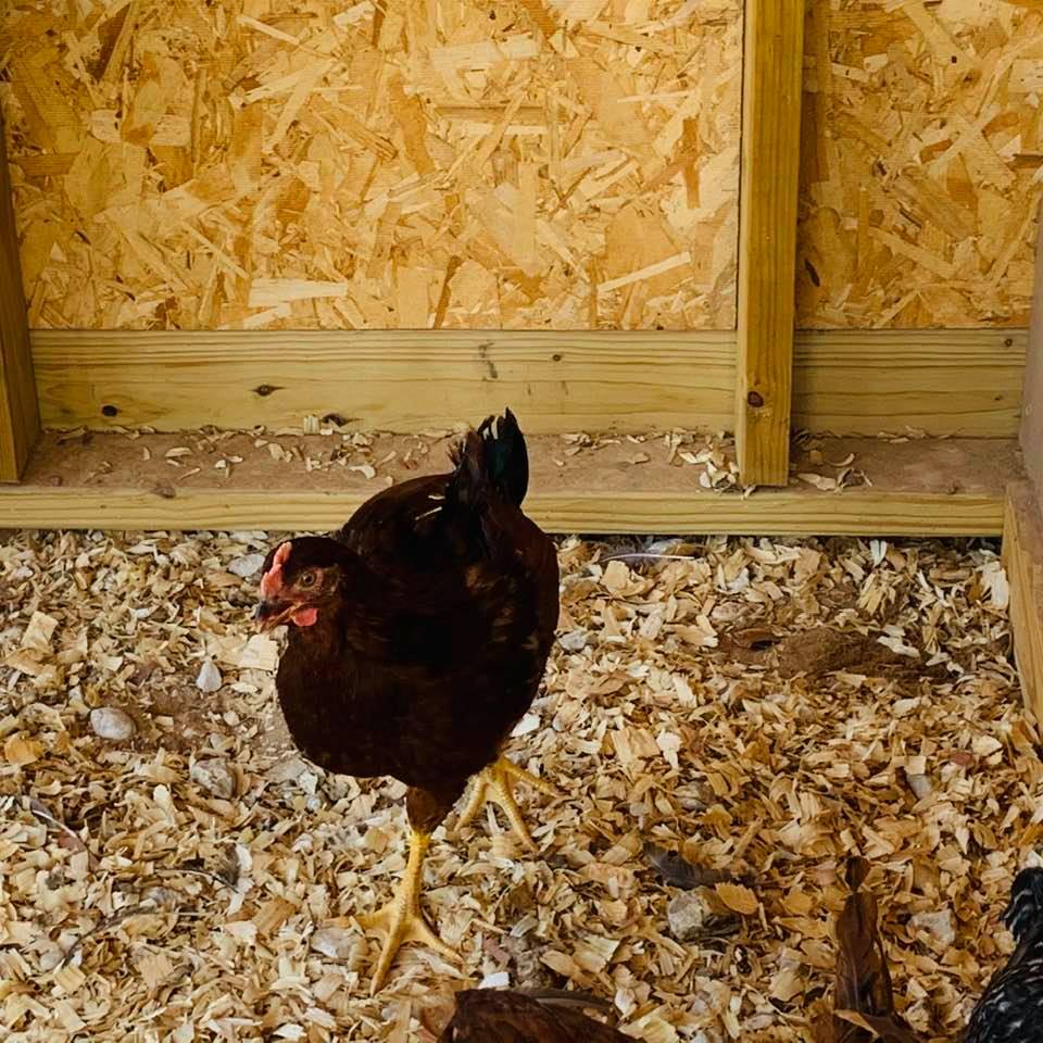 This chicken is acting a bit aggressive. It is a rooster, isn't it?