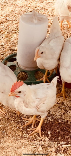 I believe we got us a rooster in with our leghorns. Meet Foghorn Leghorn Schulze. His comb is red and full. He has grown wattles. The others have peach partial combs and no wattles. I believe we got us a rooster in with our leghorns. Meet Foghorn Leghorn Schulze. His comb is red and full. He has grown wattles. The others have peach partial combs and no wattles.