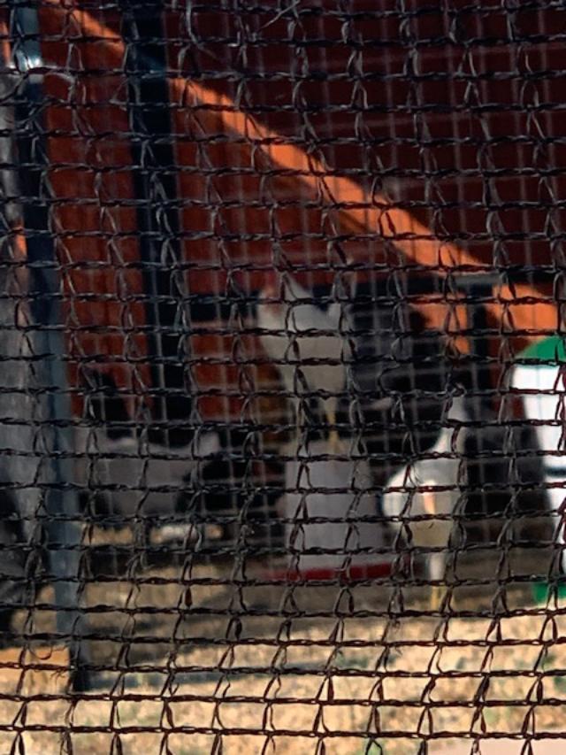 Here is a photo taken through the shade cloth of the rooster standing on top of the food proclaiming that he is the master.