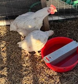 Here you can see the rooster along with the smallest hen. They are part of our meatbird flock.