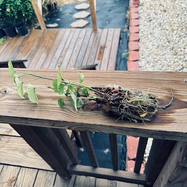 These are the sweet potato vines that were already rooted. I planted all of them in cloth pots.