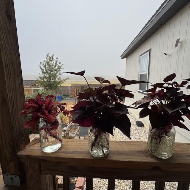 One of these jars got knocked off by the wind but did not break.