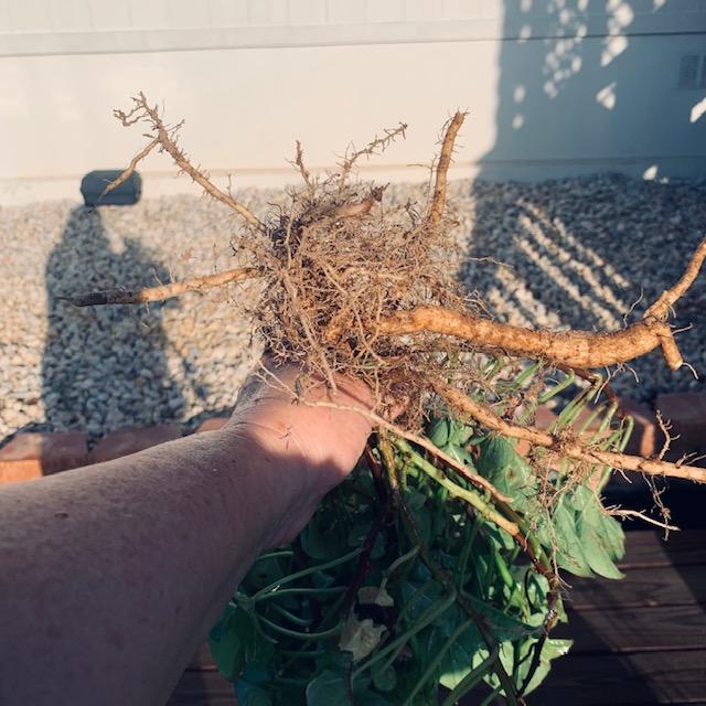 All of the roots were like this. No sweet potatoes, just a root system. The holes go down deep into tunnels.