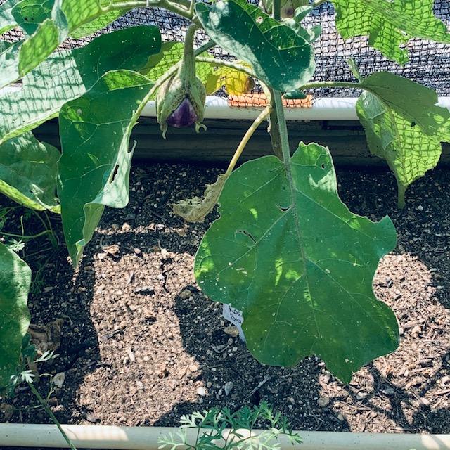 This is a Rosa Bianca eggplant growing in one of the hoop houses along the driveway.