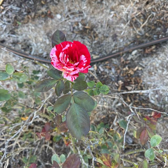 Now that it is almost Thanksgiving, the rose bushes are making more roses...Only in Texas!