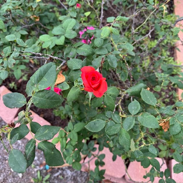 My roses are blooming away!
