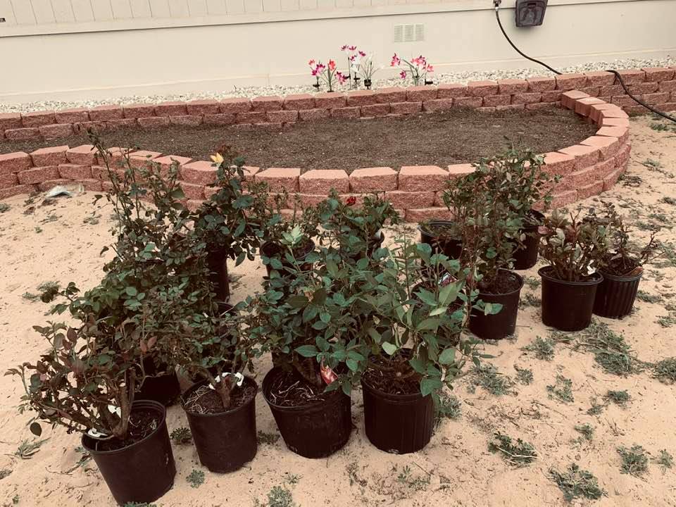 We bought 18 rose bushes from James. He carries 40 rose varieties. The roses will go in the flowerbed behind them.