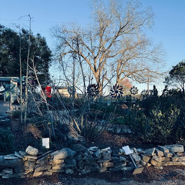 This is a part of the gardens at the Antique Rose Emporium.