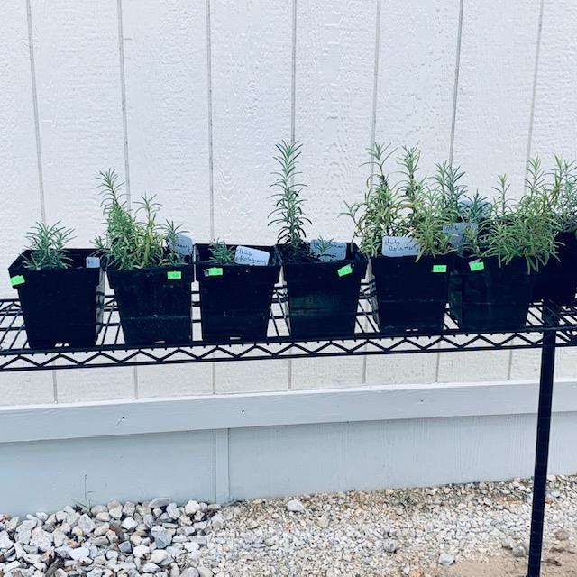 Some of the many rosemary plants we sell to repel mosquitoes.