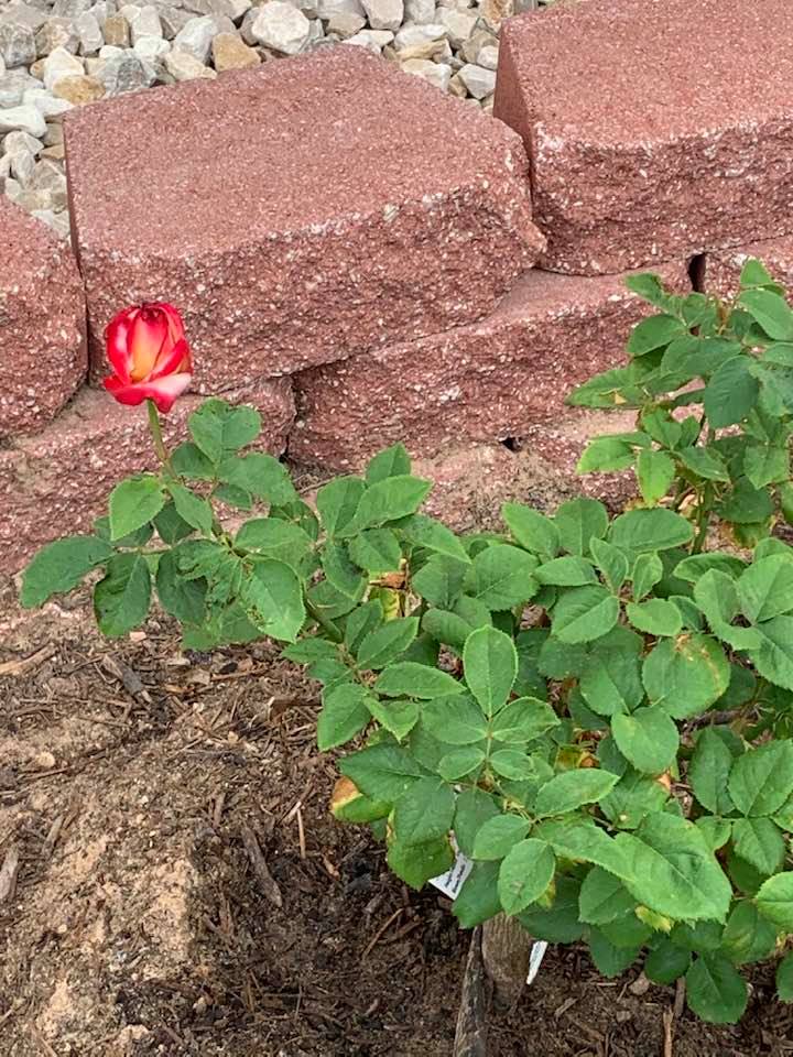 Spring on the farm brought out a bud on this red and white rosebush.