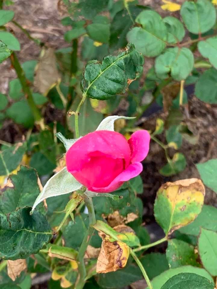 Spring on the farm brought several pink buds on this new rosebush this morning.