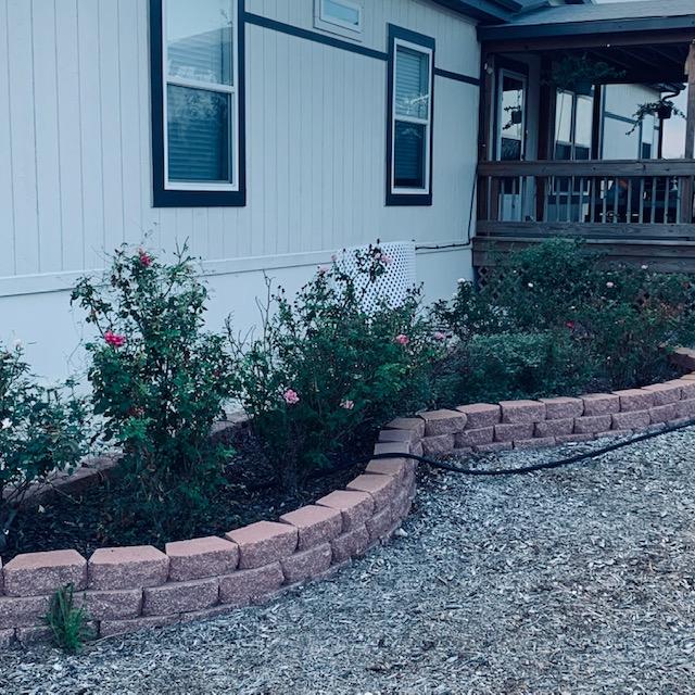 Temperatures are getting a bit lower, into the 70s overnight so my roses are blooming again.