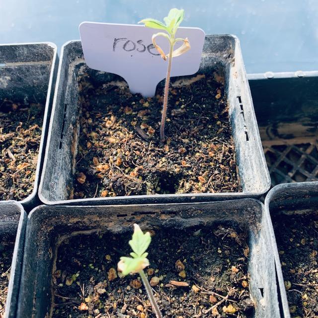 One of our favorite beefsteaks, the Rose tomato produces a beautiful pinkish tomato that tastes like summer on a plate. One of our favorite beefsteaks, the Rose tomato produces a beautiful pinkish tomato that tastes like summer on a plate.