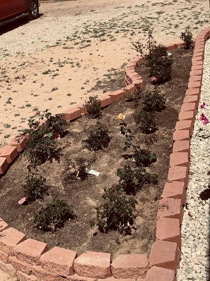 Here is our planted rose bed.