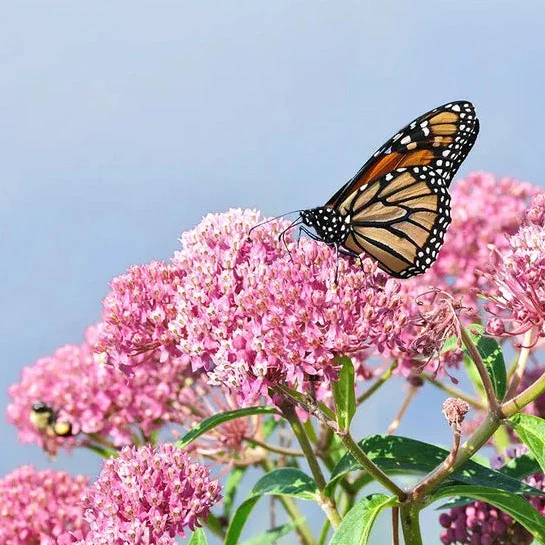 Rose Swamp Milkweed