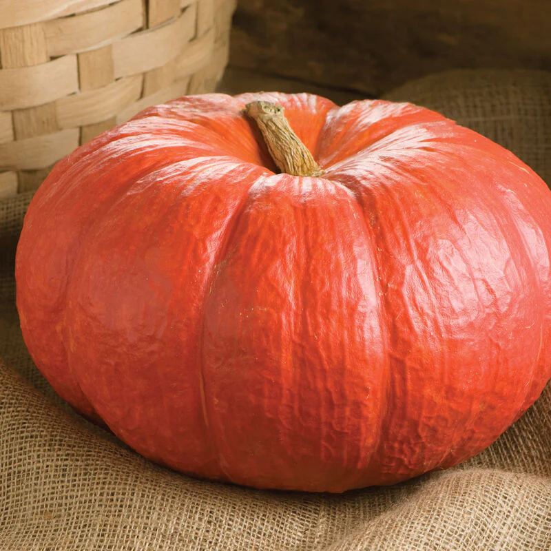 This is the Rouge Vif d'Etampes pumpkin.  Known as Cinderella pumpkin in America, it is great for pie making.