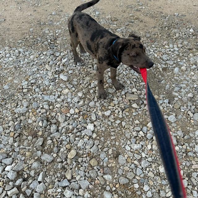 Trump likes to hold the leash when we walk.