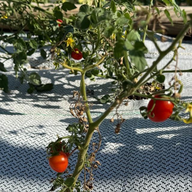 Ruby Crush Grape Tomatoes are Texas Superstar plants.