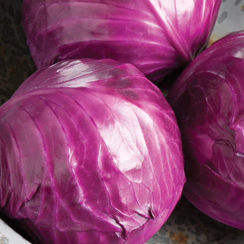 Grow cabbage like Ruby Perfection, a reddish purple cabbage.