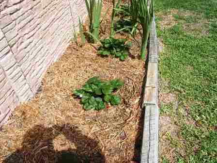 Some of the first strawberry plants we ever grew in our yard in San Antonio. It is important to mulch when growing strawberries. They love sandy soil.
