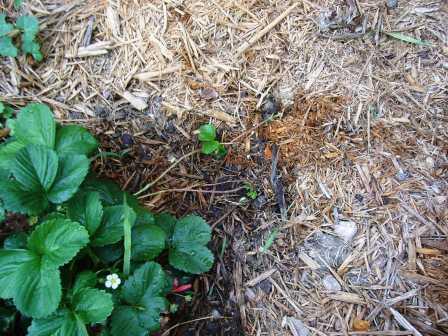 The strawberry plant is flowering! Some have white flowers and others have pink flowers.