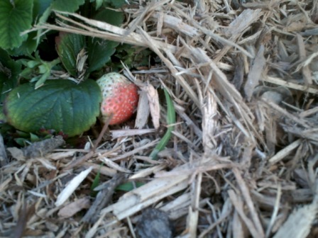 The first strawberry I ever grew in our yard in San Antonio.