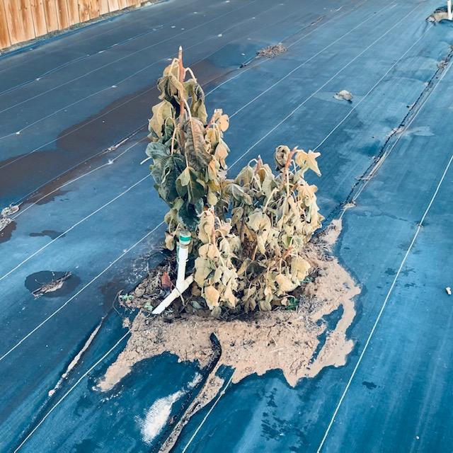 Here is my sad fig tree after the deep freeze last week. I took this photo today.