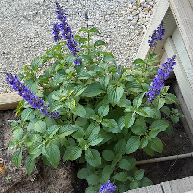 This sage mealy blue plant came back from last year. It is doing very well now.