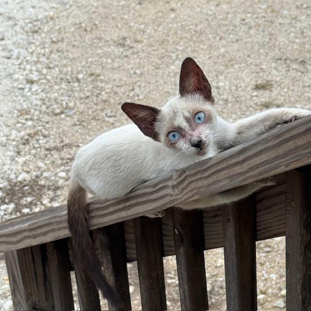 It's a girl! I have named her Samantha.