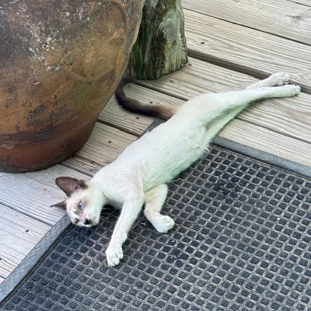 Sam is making herself at home and can't stay away from me now. She used to run as soon as she saw us. Now she nearly trips me trying to keep up with my feet when I walk.