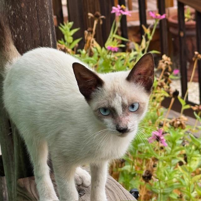 Sam is perched on the store railing posing.