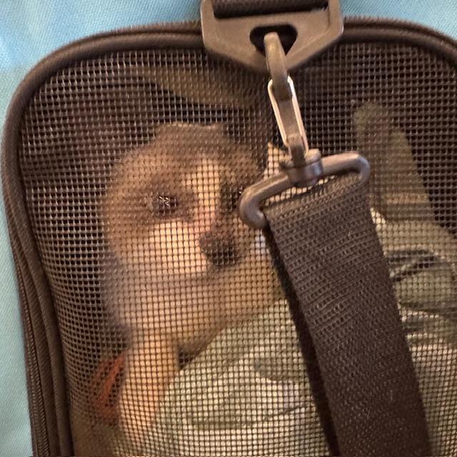 Here is a closeup of Sam the kitty in her carrier. She is doing fine.