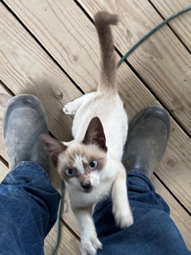 Sammie the kitty climbing up Matthew's legs. She is so pretty!