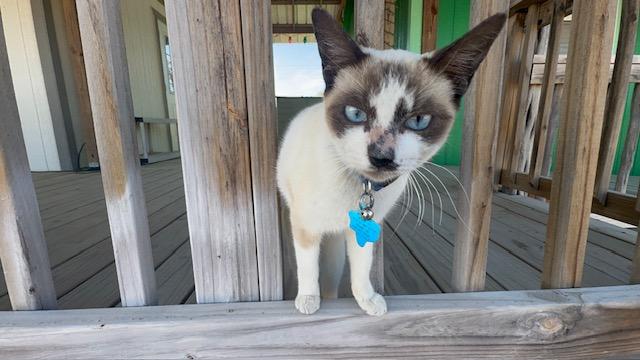 Look at this silly kitty. She was chasing me around this afternoon. Her blue eyes are striking, n'est ce pas?